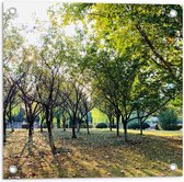 WallClassics - Tuinposter – Kleine Bomen met Grote Boom in het Park - 50x50 cm Foto op Tuinposter  (wanddecoratie voor buiten en binnen)