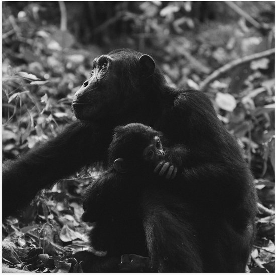 WallClassics - Poster (Mat) - Chimpansee met Baby Zwart / Wit - 80x80 cm Foto op Posterpapier met een Matte look