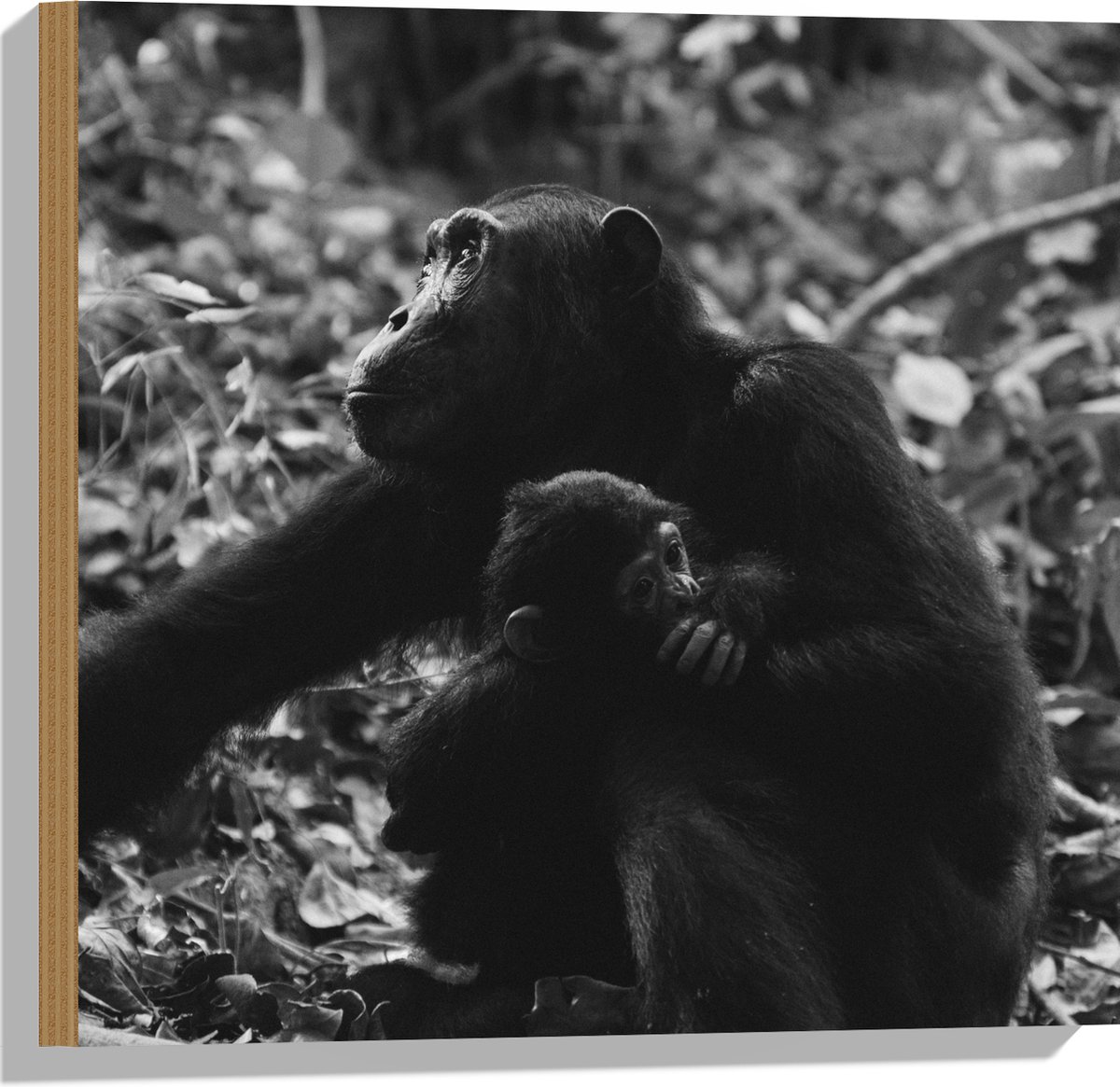 Hout - Chimpansee met Baby Zwart / Wit - 50x50 cm - 12 mm dik - Foto op Hout (Met Ophangsysteem)