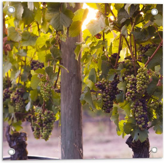 WallClassics - Tuinposter – Groene en Paarse Trossen Druiven - 50x50 cm Foto op Tuinposter  (wanddecoratie voor buiten en binnen)