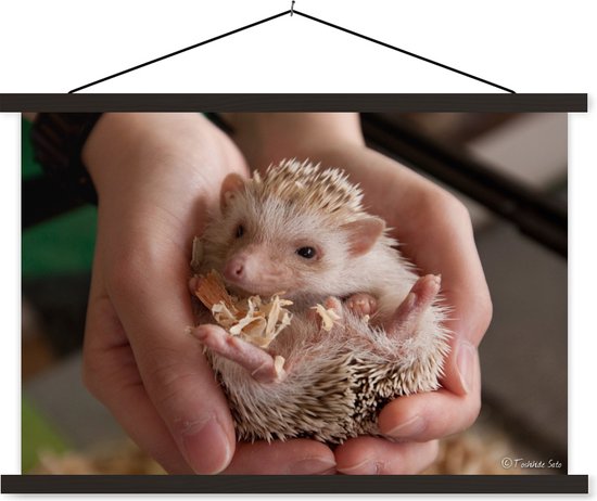 Petit hérisson en mains affiche textielposter lattes noir 90x60 cm