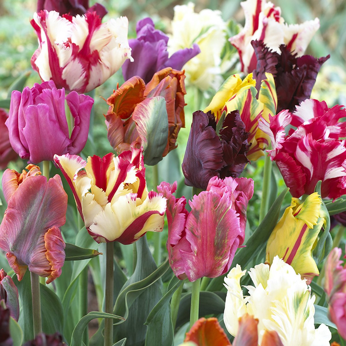 Bloembollen Mix Parkiet Tulpen | Parkiet | Meerkleurig | Voordeelverpakking