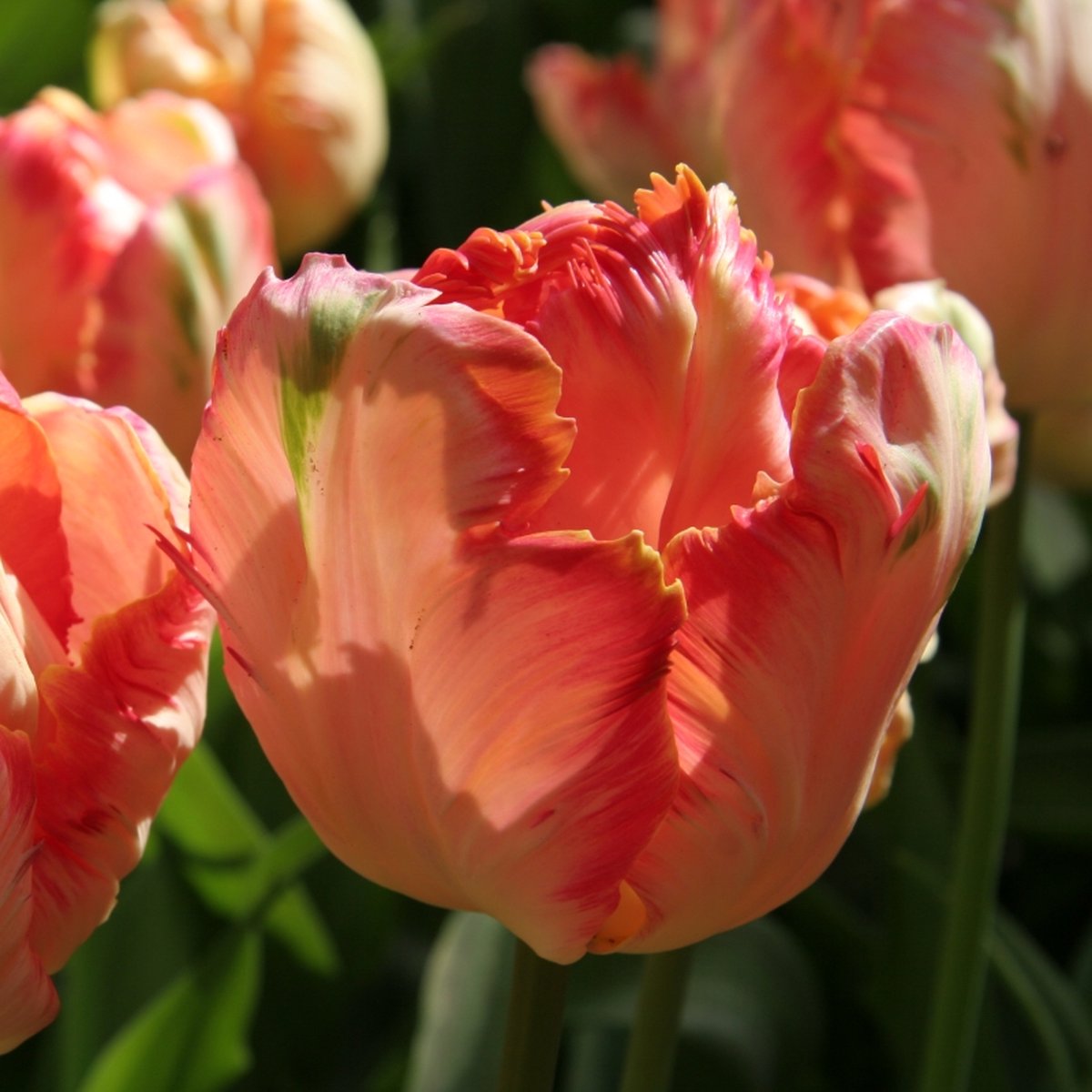 Tulp Apricot Parrot | Parkiet | Tulpenbollen | Snijbloem