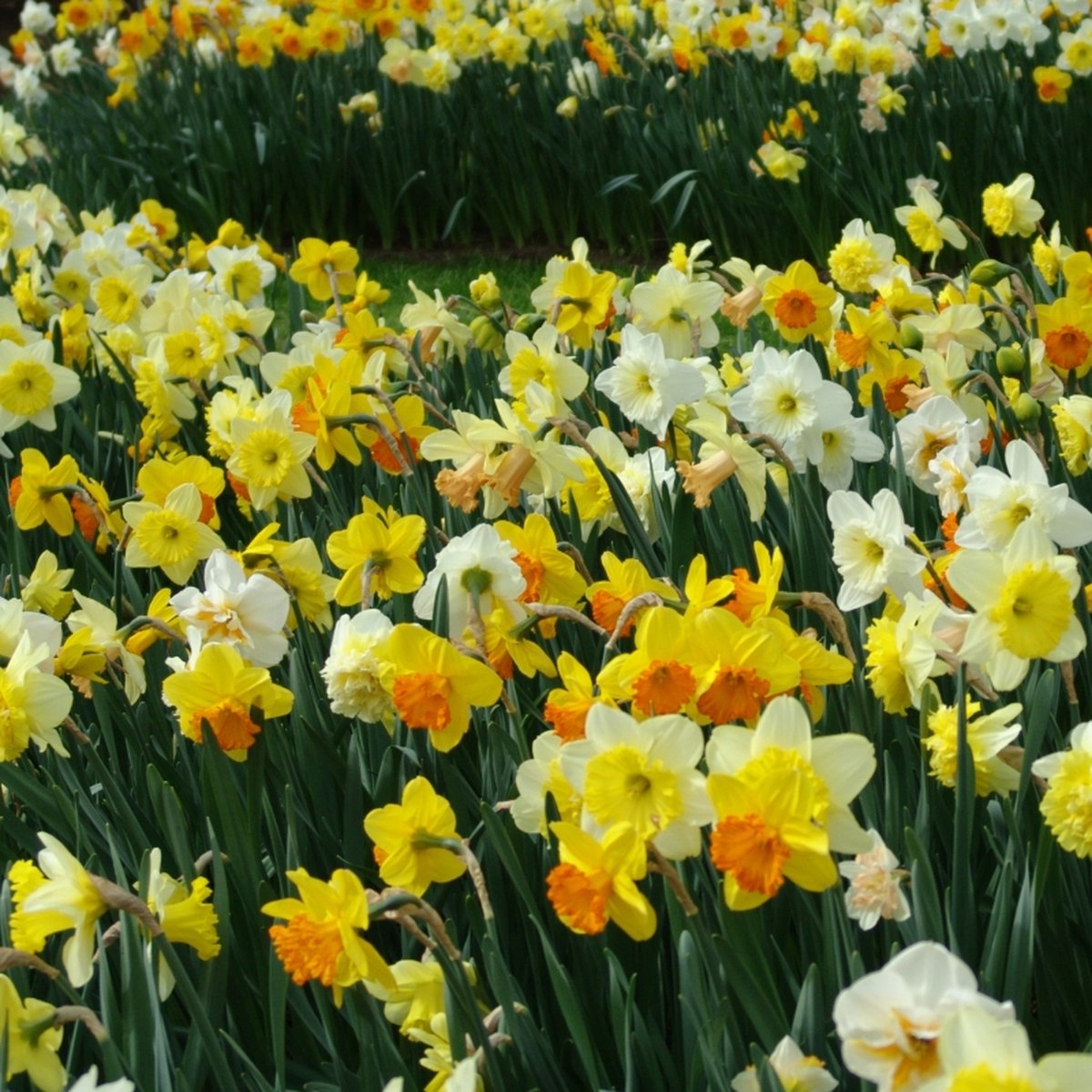 Narcis grootbloemig gemengd | Large cup | Meerkleurig | Narcissenbollen