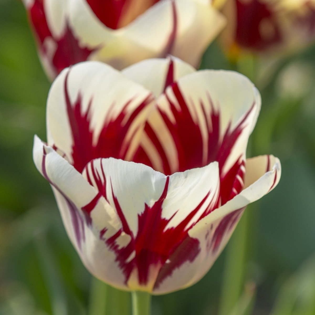Tulp Grand Perfection | 10 stuks | Rood | Wit | Tulpenbollen