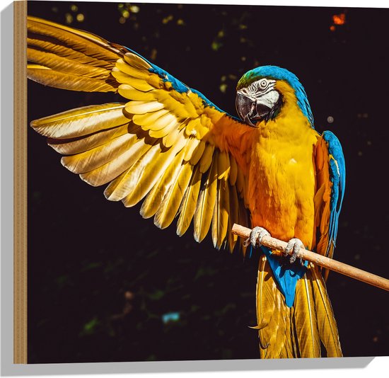 WallClassics - Hout - Ara Papegaai met Geel Gouden Vleugels - 50x50 cm - 12 mm dik - Foto op Hout (Met Ophangsysteem)