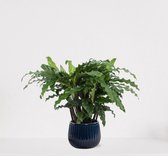 Calathea Blue Grass in sierpot Livia Donker Blauw – luchtzuiverende kamerplant – pauwenplant – living plant - 50-65cm - Ø15 – geleverd met plantenpot – vers uit de kwekerij