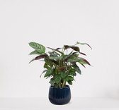 Calathea Compactstar en pot décoratif Livia Dark Blauw - plante d'intérieur purificatrice d'air - plante paon - plant vivante - 35-45cm - Ø15 - fournie avec cache-pot - fraîchement sortie de la pépinière