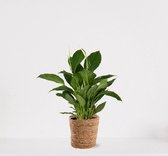 Spathiphyllum in siermand Amber Naturel – witte kamerplant – luchtzuiverende lepelplant - ↕60-75cm - Ø18 – geleverd met plantenpot – vers uit de kwekerij