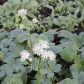 6x Astrantia 'Buckland' - Zeeuws knoopje - Pot 9x9 cm