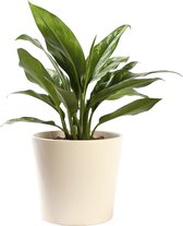 Plant in hydrocultuur systeem van Botanicly: Aglaonema met weinig onderhoud – in crème kleurig hydrocultuur sierpot – Hoogte: 35 cm – Aglaonema commutatum Maria