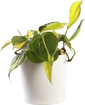 Plant in hydrocultuur systeem van Botanicly: Philodendron scandens Variegata met weinig onderhoud – in wit kleurig hydrocultuur sierpot – Hoogte: 5 cm