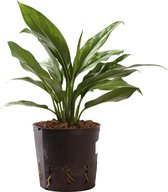 Plant in hydrocultuur systeem van Botanicly: Aglaonema met weinig onderhoud – Hoogte: 35 cm – Aglaonema commutatum Maria