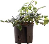 Plant in hydrocultuur systeem van Botanicly: Lippenstiftplant  met weinig onderhoud – Hoogte: 5 cm – Aeschynanthus lobianus