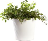 Plant in hydrocultuur systeem van Botanicly: Klimmenfig met weinig onderhoud – in wit kleurig hydrocultuur sierpot – Hoogte: 5 cm – Ficus pumila Sunny