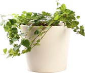 Plant in hydrocultuur systeem van Botanicly: Klimvijg met weinig onderhoud – in crème kleurig hydrocultuur sierpot – Hoogte: 5 cm – Ficus pumila