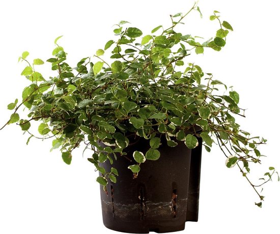 Plant in hydrocultuur systeem van Botanicly: Klimmenfig met weinig onderhoud – Hoogte: 5 cm – Ficus pumila Sunny