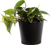 Plant in hydrocultuur systeem van Botanicly: Philodendron scandens met weinig onderhoud – in antraciet kleurig hydrocultuur sierpot – Hoogte: 5 cm