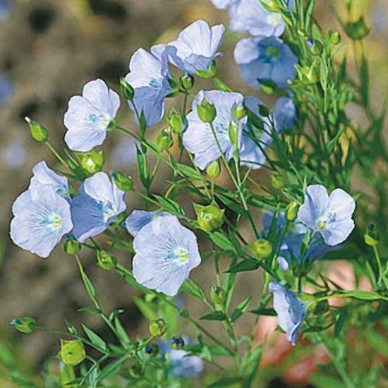 Vlas zaden – Blauw Vlas