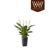 Luchtzuiverende lepelplant met zelfwaterende bloempot – Spathiphyllum wit in zwart automatisch watergeefsysteem – Witte kamerplant 35 tot 50cm - Ø12 – Waterfresh 10,5x10,5x18cm