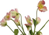 Fabulous Flowers - 2,0 sts helleborusplant - Kerstroos roze 30 cm