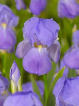 25x Iris 'Iris pallida variegata'  bloembollen met bloeigarantie