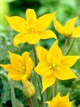 60x Tulpen 'Sylvestris' - BULBi® Bloembollen met bloeigarantie