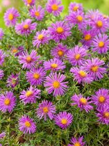 16x Aster 'Aster dum alice haslam'  bloembollen met bloeigarantie