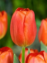 250x Tulpen 'Orange cassini'  bloembollen met bloeigarantie