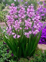 100x Boshyacint 'Hyacinthoides hispanica roze'  bloembollen met bloeigarantie