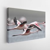 Canvas schilderij - Flamingos in flight. Flying flamingos over the water of Natron Lake. Lesser flamingo. Scientific name: Phoenicoparrus minor. Tanzania. -     1167456304 - 50*40