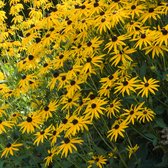 6x Rudbeckia f. 'Goldsturm' Lev. P9