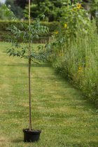 Jonge Indische sering boom | Melia azadarach | 150-200cm hoogte