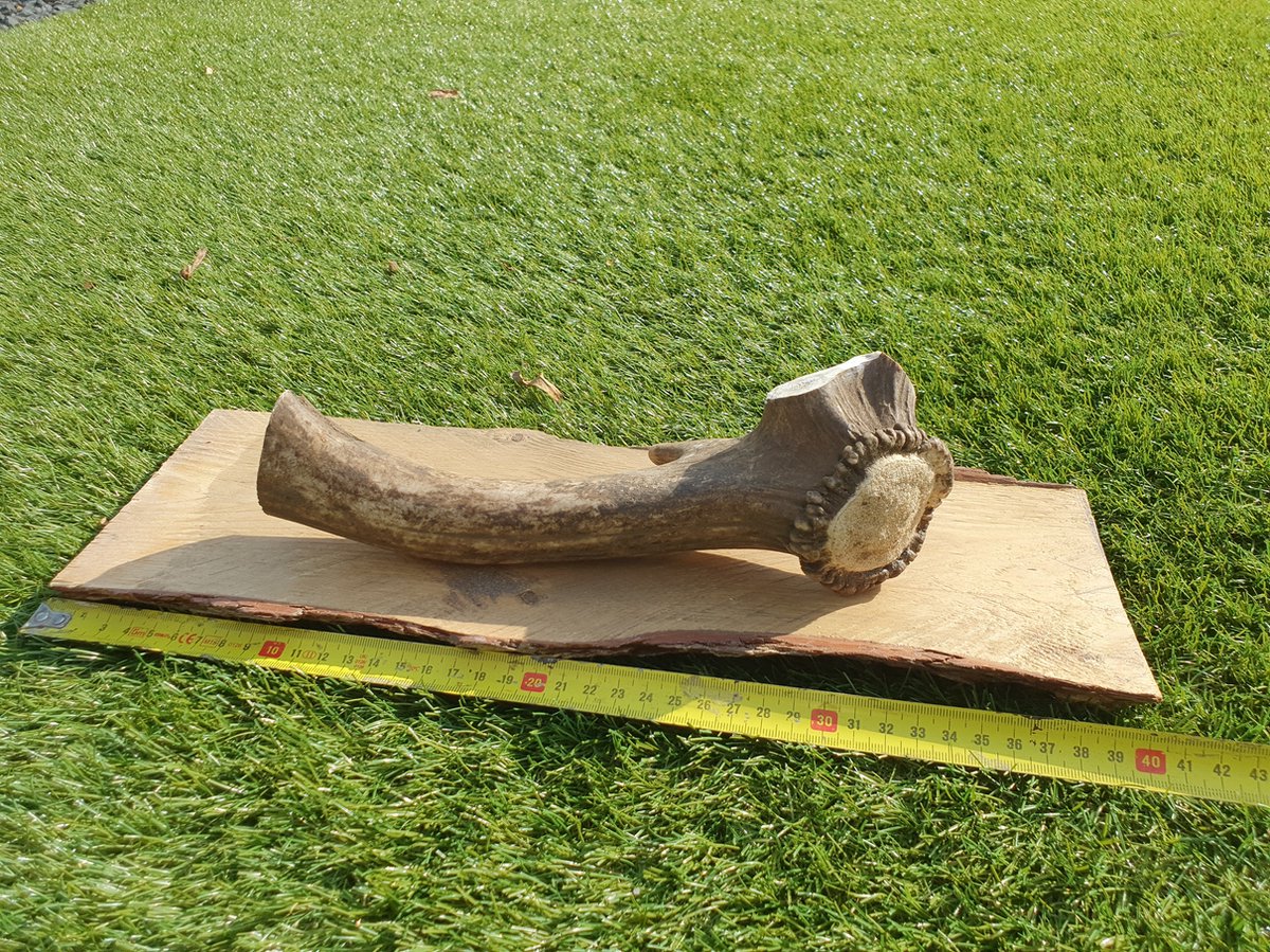 Mojawo Geweldig XXL hertengewei hertenhoofd gewei 10-end wit uiterlijk 48x32x61cm figuur sculptuur woondecoratie Mojawo Geweldig XXL hertengewei hertenhoofd gewei 10-end wit uiterlijk 48x32x61cm figuur sculptuur woondecoratie