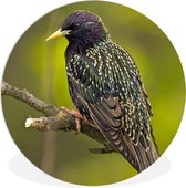 Étourneau avec un plumage riche en couleurs Assiette en plastique cercle mural ⌀ 120 cm - impression photo sur cercle mural / cercle vivant (décoration murale) XXL / Groot format!