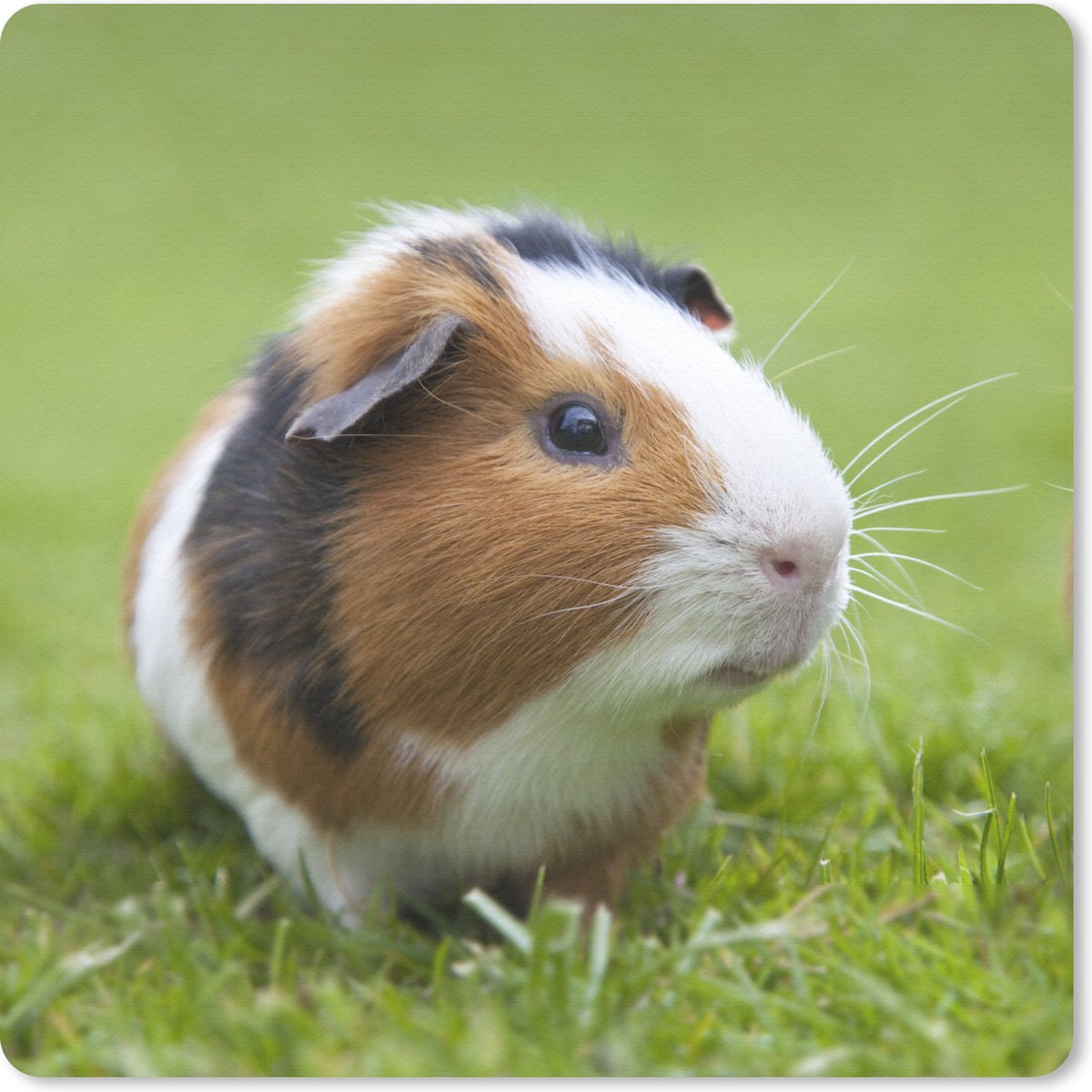 Muismat 30x30 cm - Mousepad Twee cavia's - Muismatten
