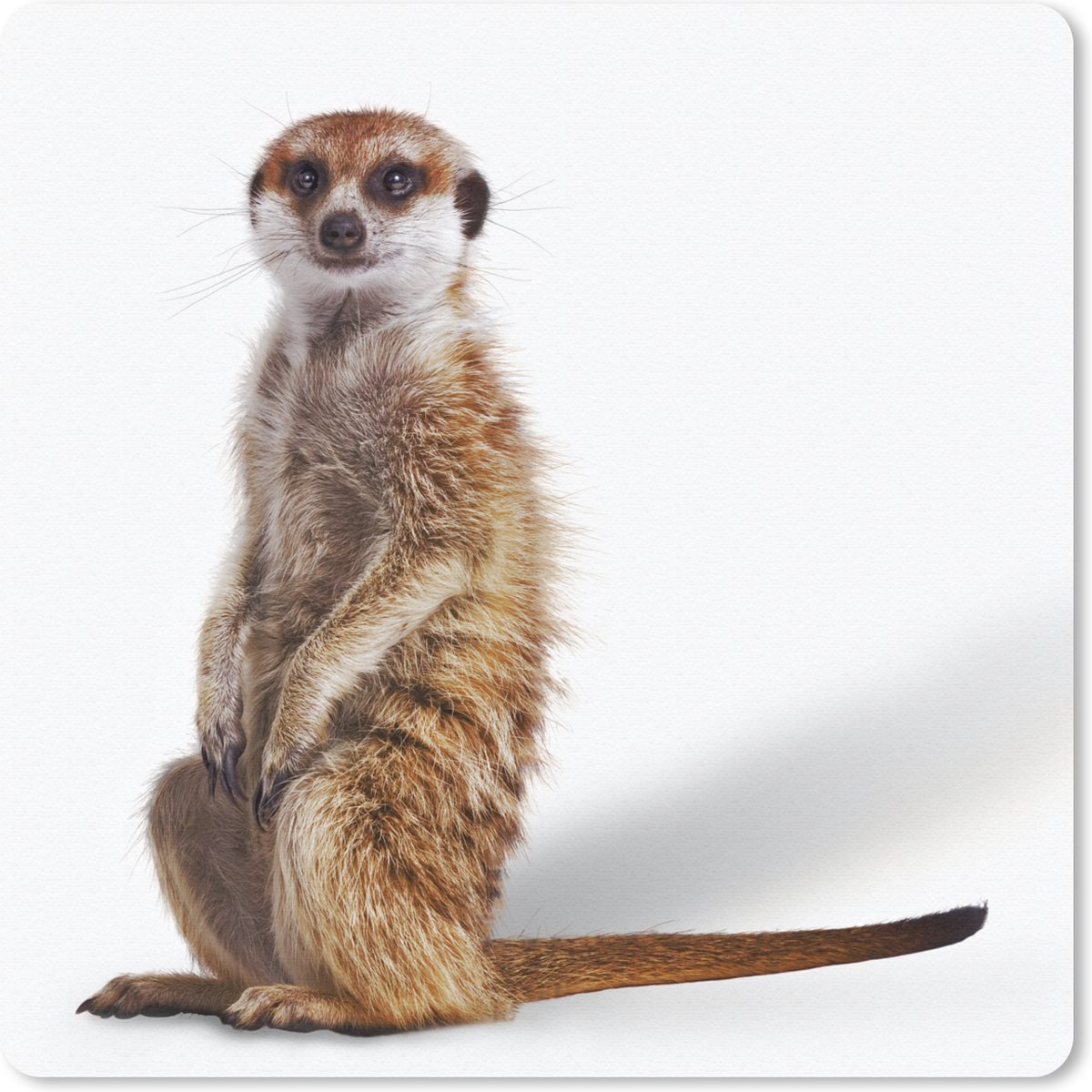 Muismat 30x30 cm - Mousepad Stokstaartje - Dieren - Vacht - Muismatten