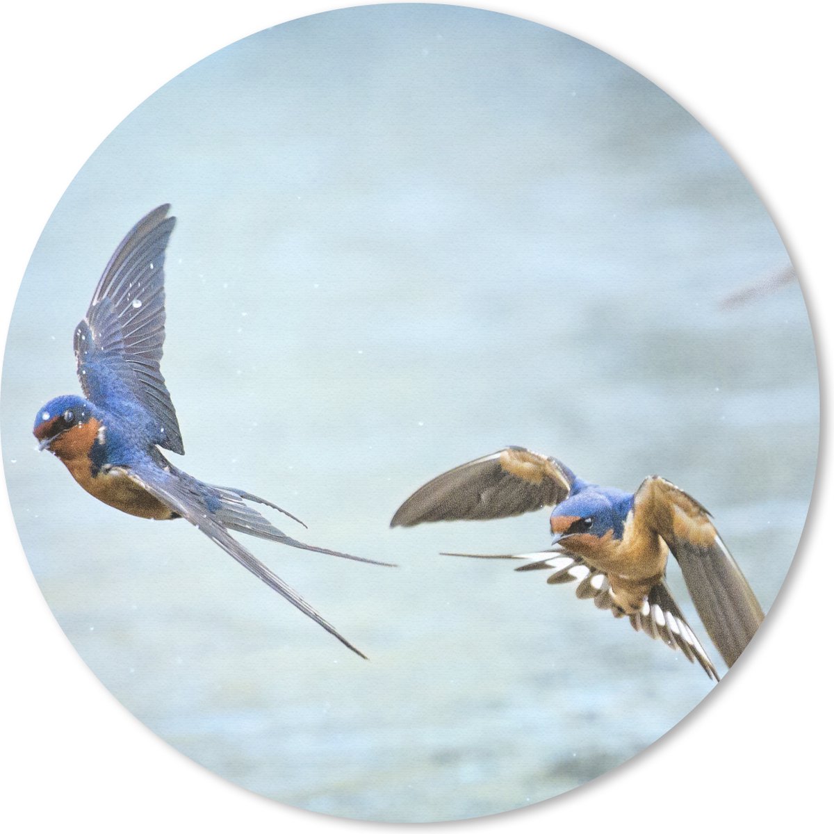 Muismat rond 50x50 cm - Mousepad Zwaluw - Water - Blauw - Ronde muismatten