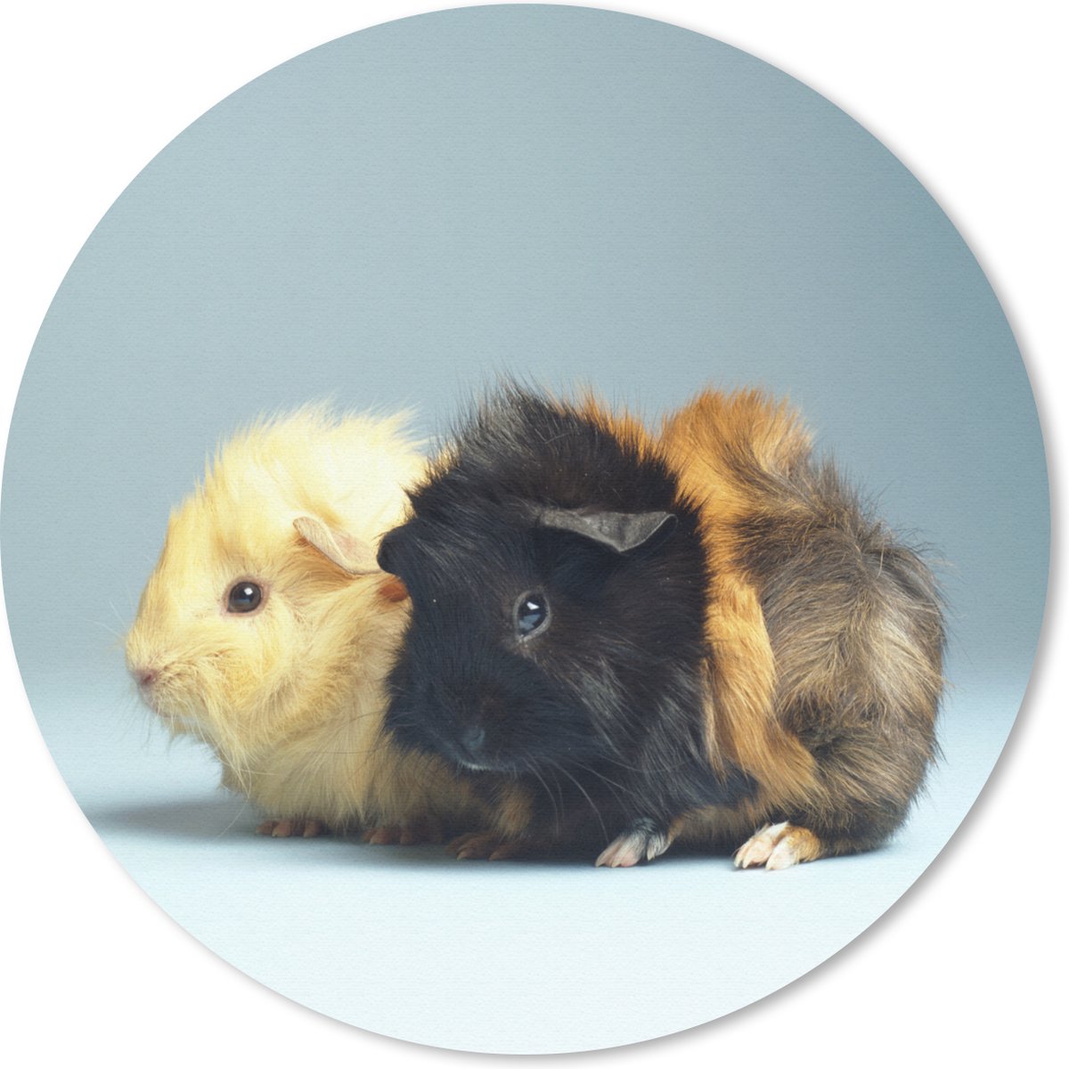 Muismat rond 50x50 cm - Mousepad Twee kleine cavia's - Ronde muismatten