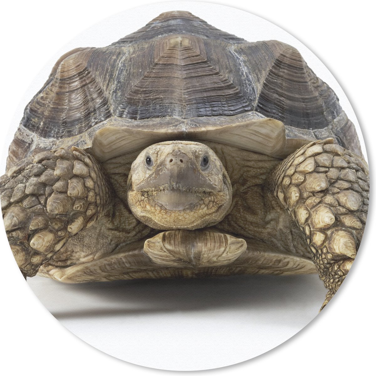 Muismat rond 20x20 cm - Mousepad Schildpad - Dieren - Wit - Ronde muismatten