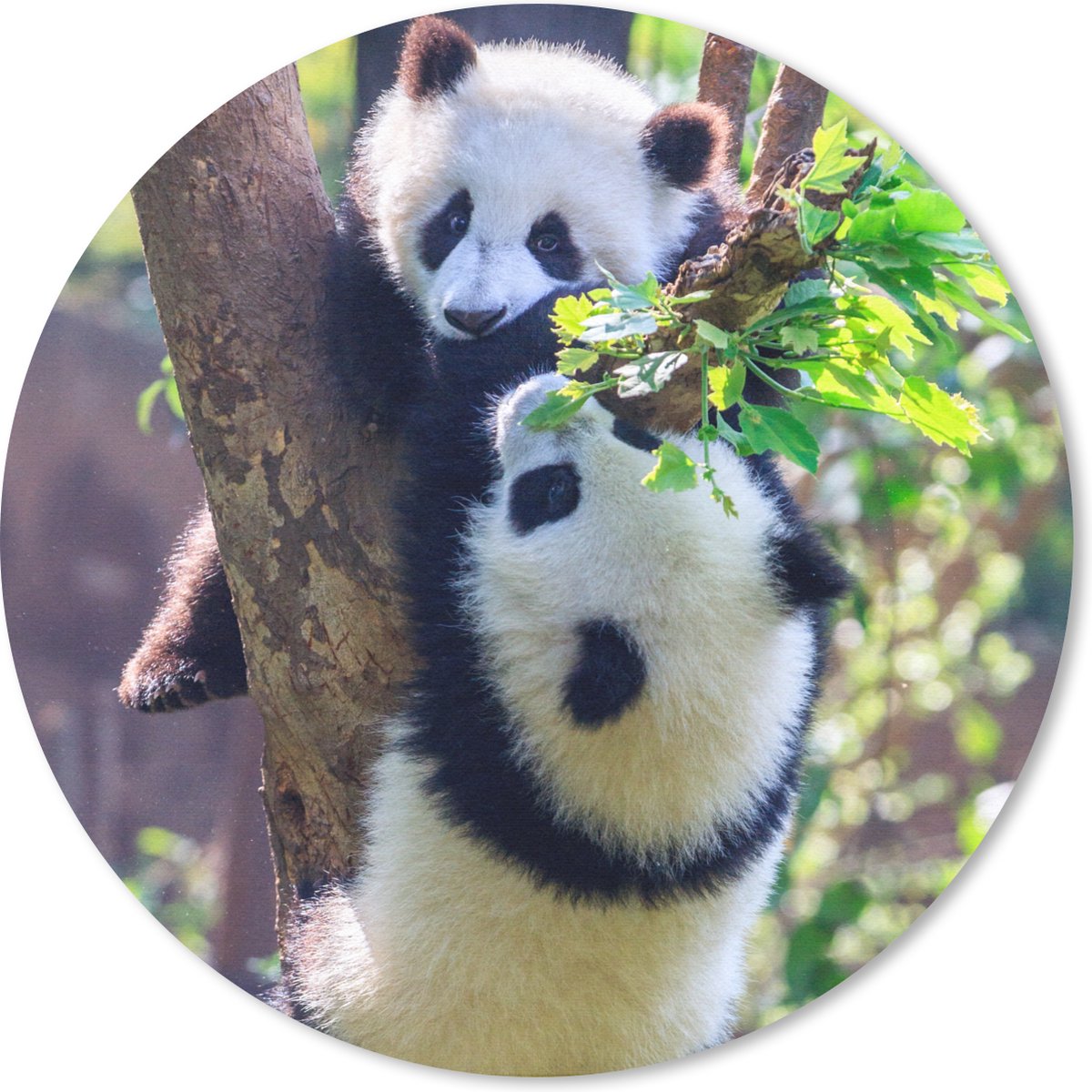Muismat rond 30x30 cm - Mousepad Panda's - Boom - Natuur - Ronde muismatten