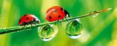 Dimex Ladybird Vlies Fotobehang 375x150cm 2-delen