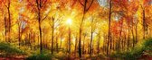 Dimex Sunny Forest Vlies Fotobehang 375x150cm 2-delen