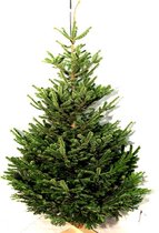 Echte Nordmann Kerstboom - Gezaagd zonder kluit - Grootte tussen 120-145 cm