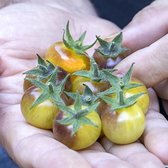 Tomaten zaden - Cherrytomaat Blue Cream Berries