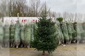 Echte Kerstboom Nordmann Spar A-Kwaliteit 375 - 400 cm Gezaagd (zonder kluit)