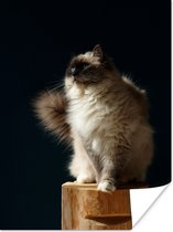 Poster Een Ragdoll kat zittend op een paal - 60x80 cm