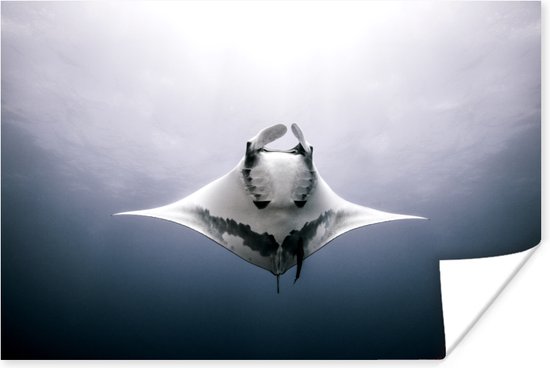 Onderaanzicht mantarog in de oceaan Poster 90x60 cm - Foto print op Poster (wanddecoratie woonkamer / slaapkamer)
