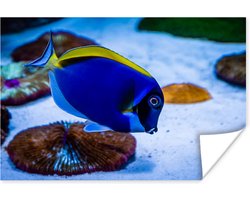 Poster Vis - Tropisch - Bodem - 30x20 cm