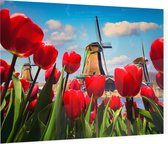 Nederlandse tulpen voor de molens van Amsterdam - Foto op Plexiglas - 90 x 60 cm
